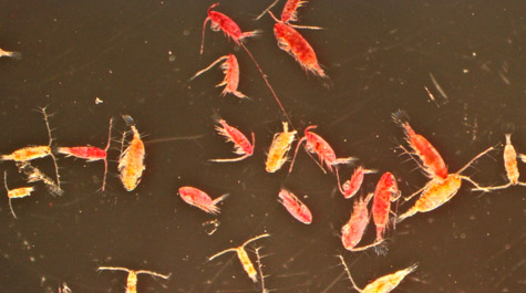 Live and dead copepods